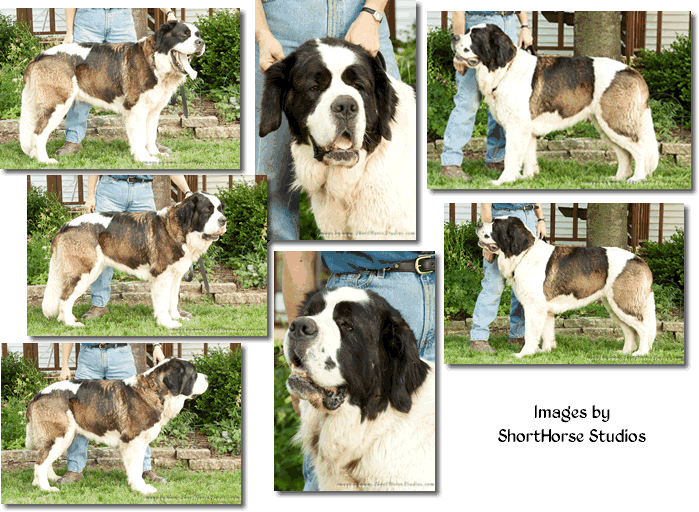 Tillie collage